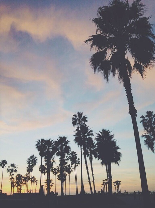 palmera fondos de pantalla tumblr,árbol,cielo,naturaleza,palma del desierto,palmera