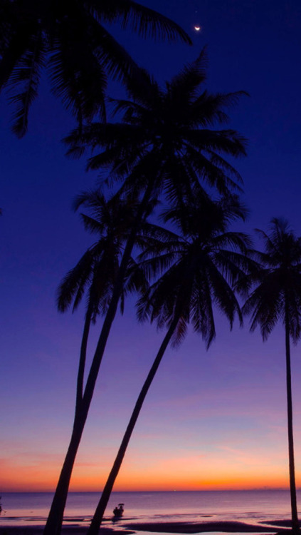 palme tapete tumblr,himmel,baum,natur,palme,tagsüber