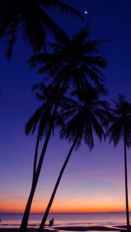 palm tree wallpaper tumblr,sky,tree,nature,palm tree,arecales