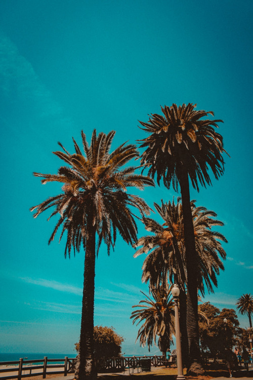 papier peint palmier tumblr,arbre,palmier,ciel,plante ligneuse,turquoise