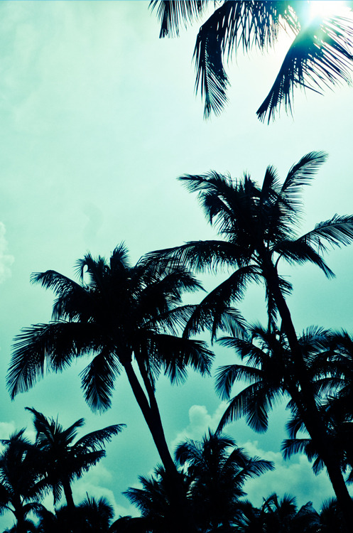 palme tapete tumblr,baum,natur,palme,himmel,pflanze