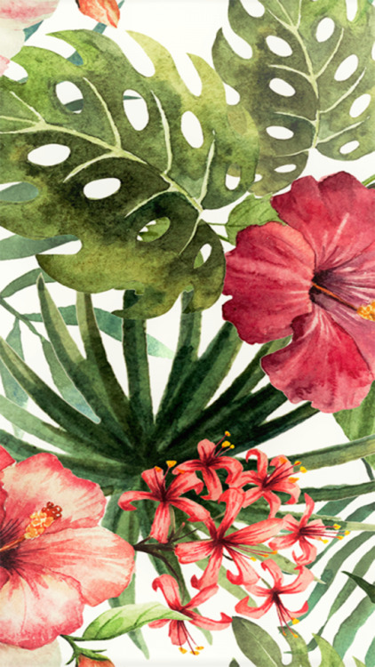 carta da parati tropicale tumblr,fiore,pianta,pianta fiorita,petunia,petalo
