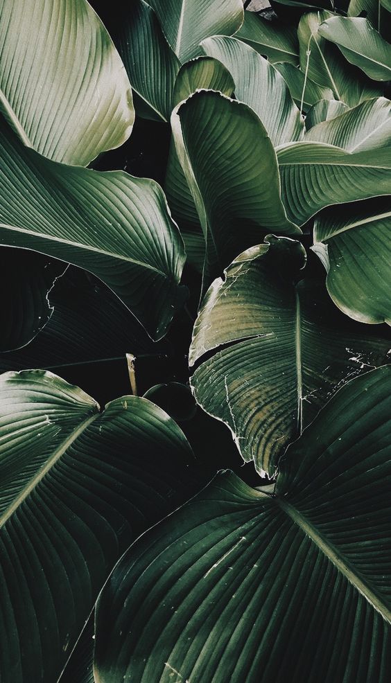 tropical wallpaper tumblr,leaf,banana leaf,plant,terrestrial plant,flower