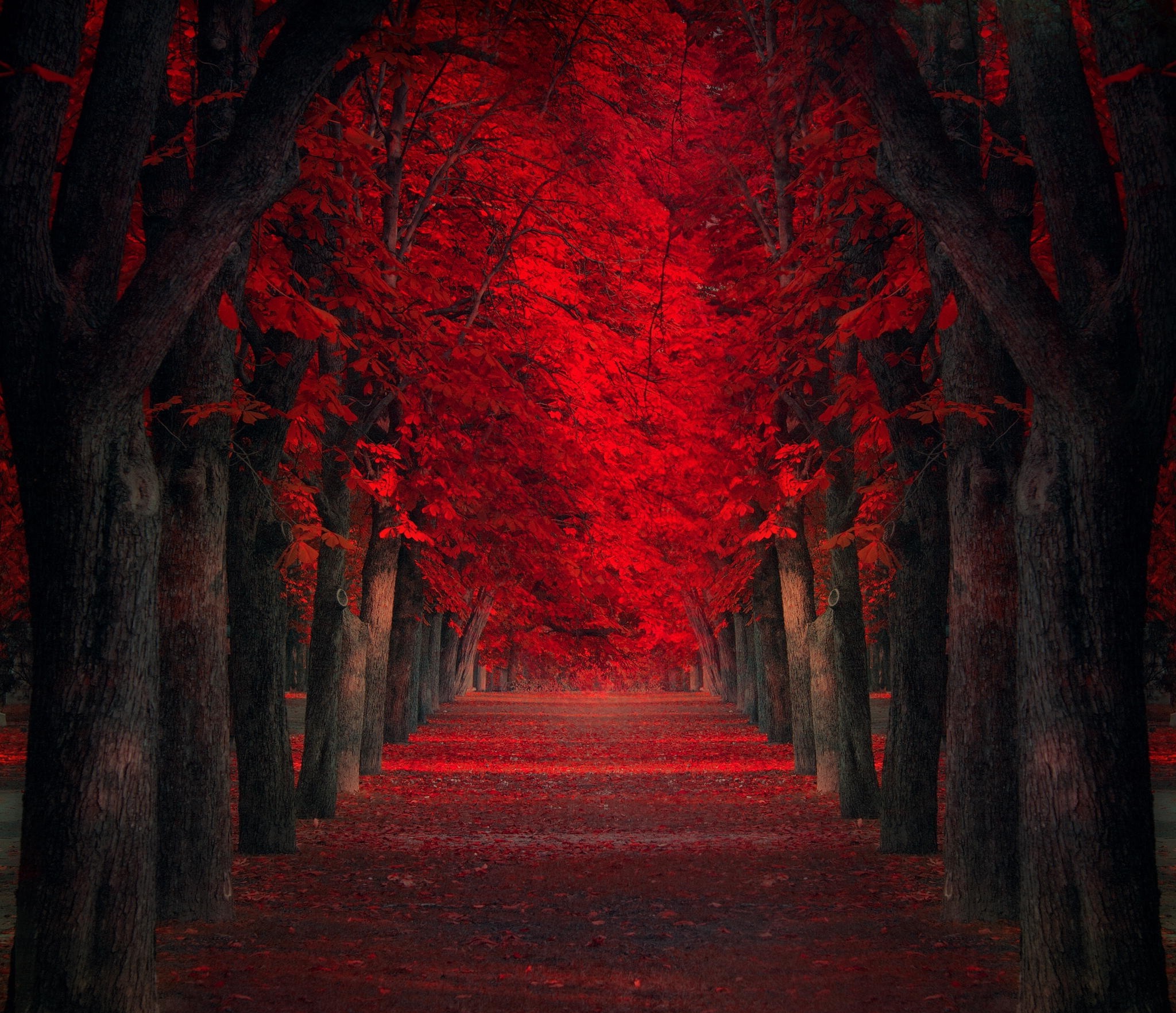 sfondo del desktop rosso,rosso,natura,albero,paesaggio naturale,foresta