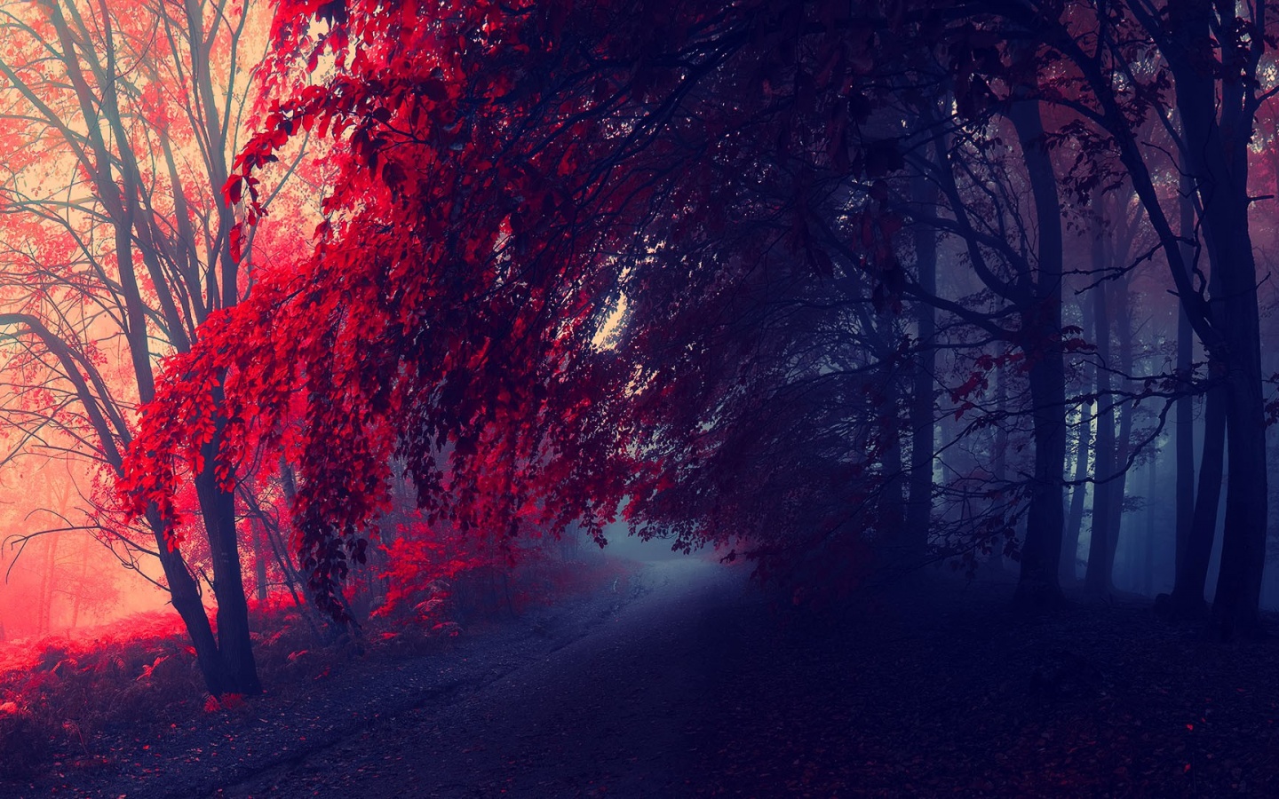 red desktop wallpaper,sky,tree,red,nature,natural landscape