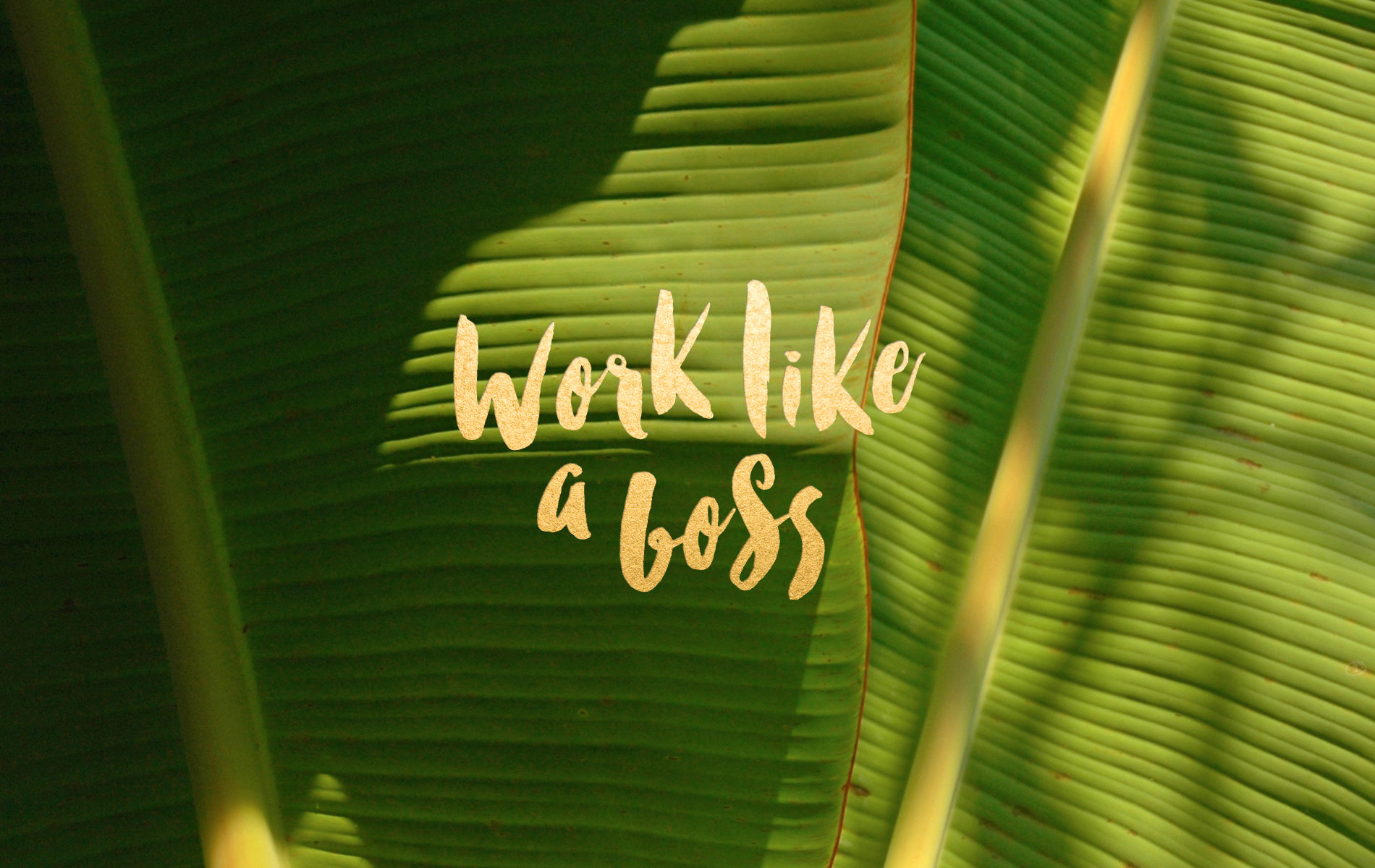 like a boss wallpaper,banana leaf,green,leaf,plant,organism