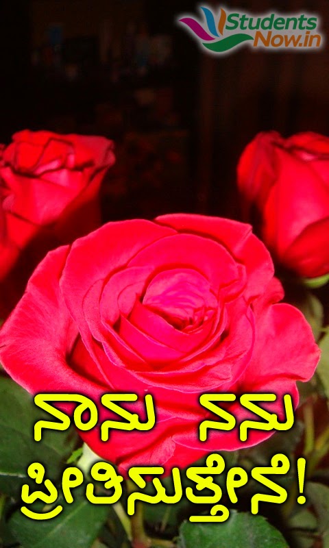 kannada love wallpaper,flower,rose,flowering plant,garden roses,petal