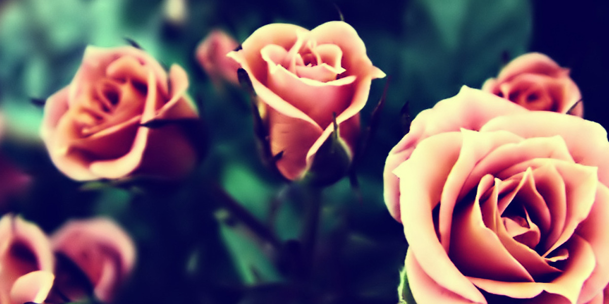 트위터 헤더 벽지,꽃,정원 장미,꽃잎,장미,분홍