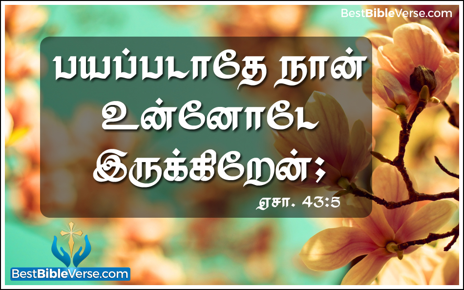 tamil bible verses wallpapers hd,text,font,organism,flower,morning
