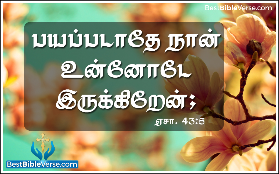 tamil bible verses fonds d'écran hd,texte,police de caractère,fleur,matin,plante