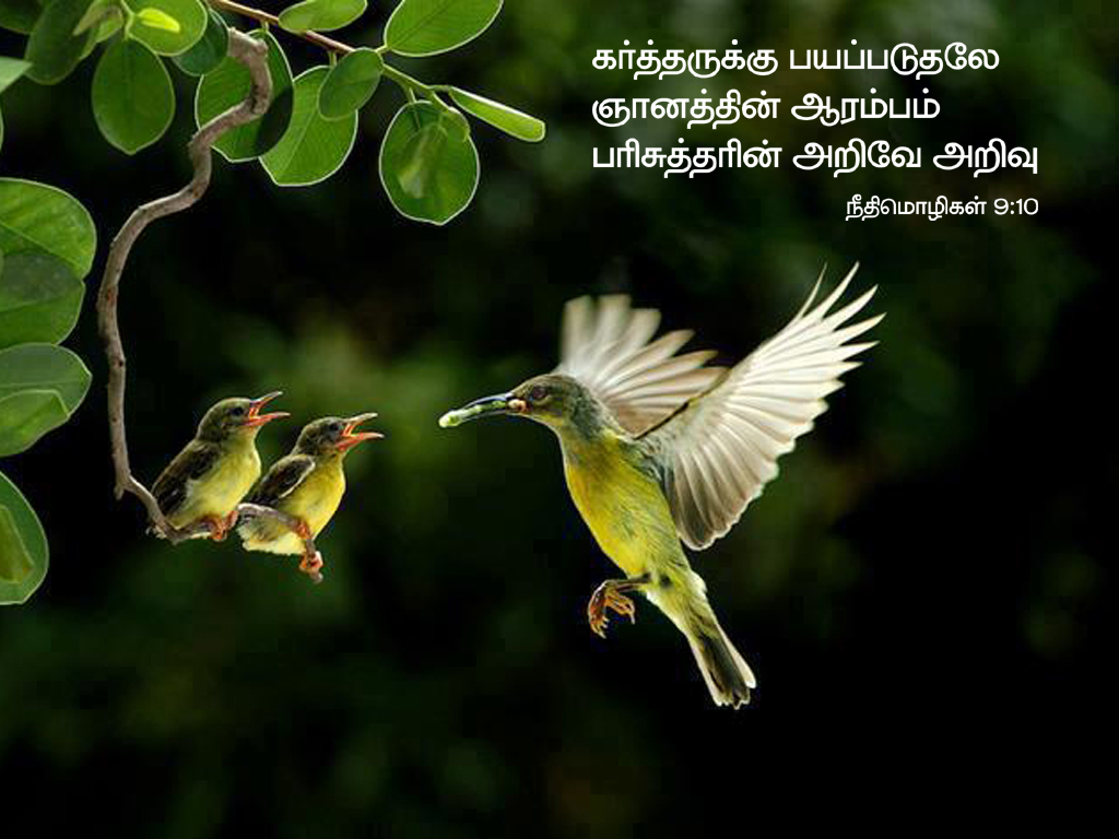 tamil bible words hd wallpaper,bird,hummingbird,beak,wildlife,coraciiformes