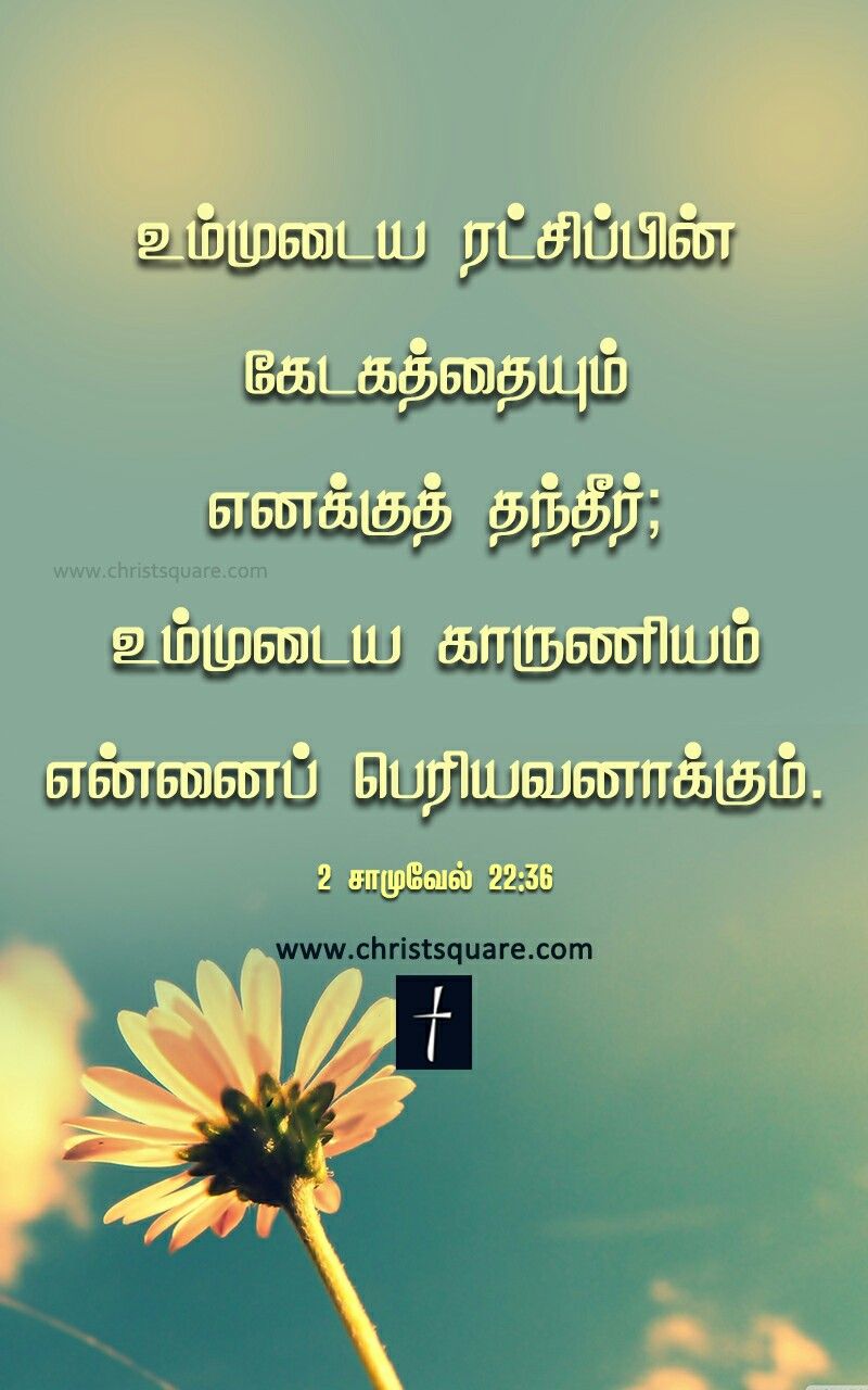 carta da parati di versi della bibbia tamil,natura,testo,mattina,fiore di campo,pianta