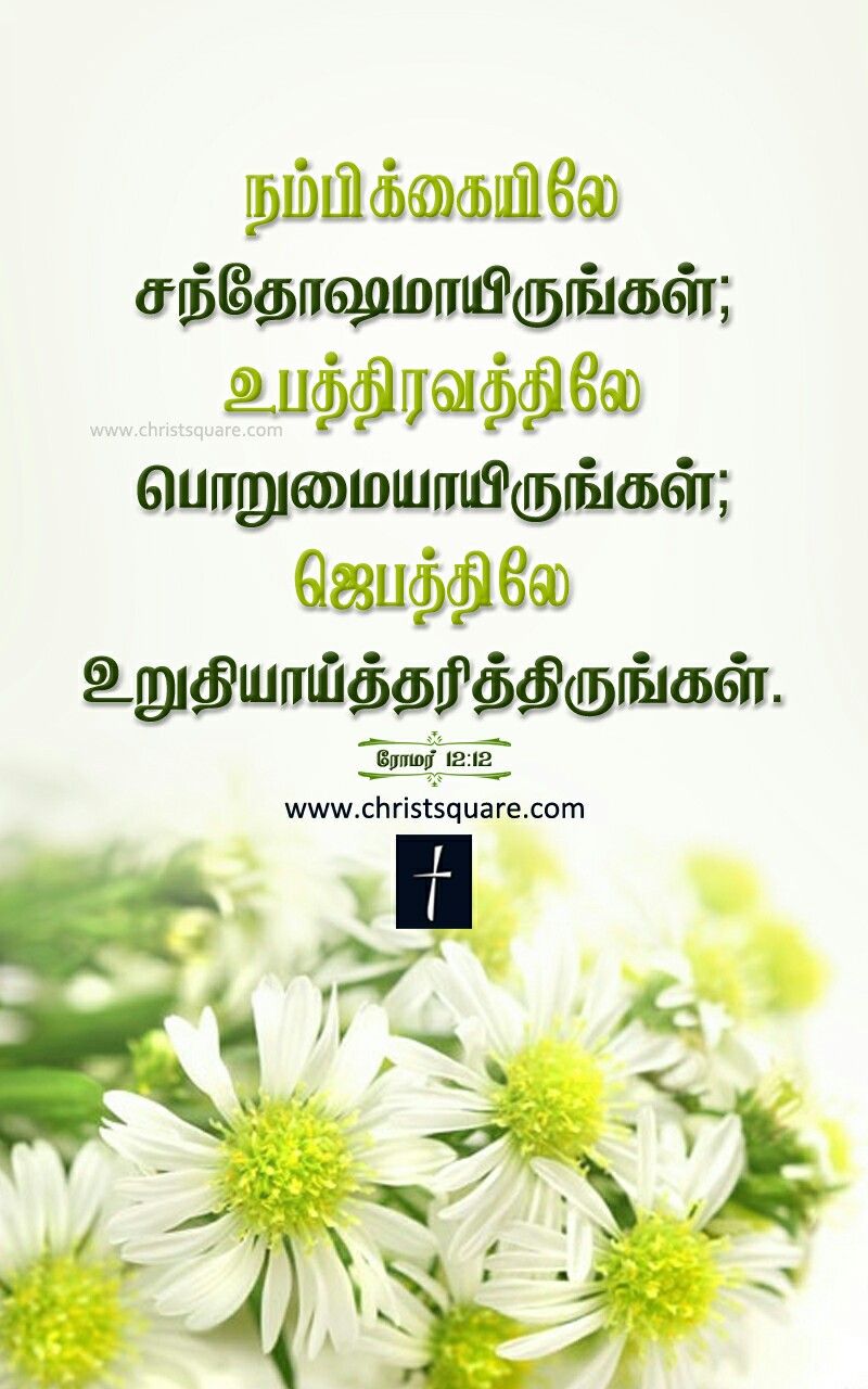 tamil bible versets wallpaper,camomille,fleur,texte,plante,camomille