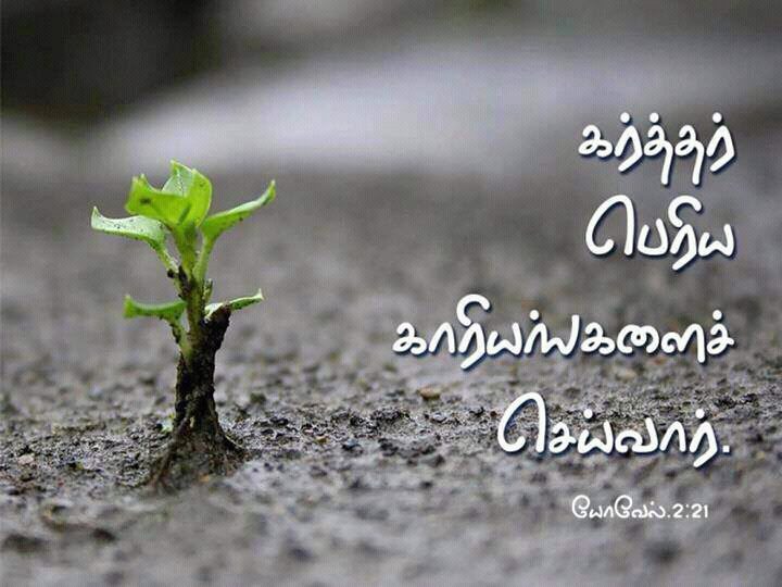 tamil bible verses wallpaper,nature,soil,leaf,plant,font