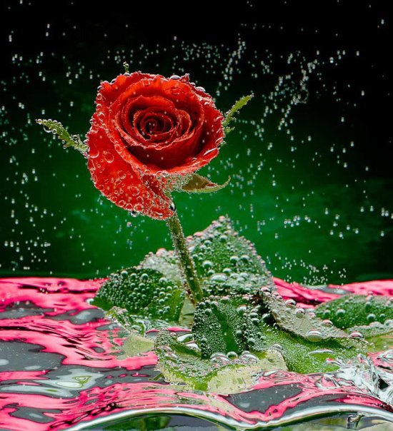 tamil love wallpaper,rosso,acqua,rose da giardino,fiore,rosa