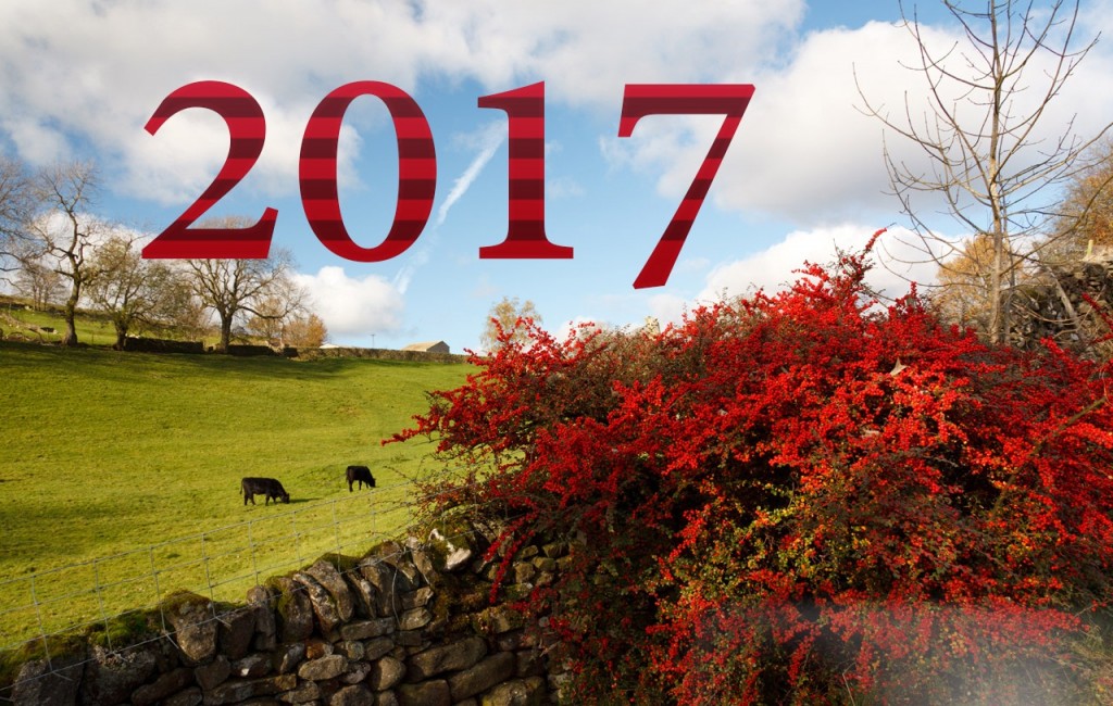 新年の壁紙2017,自然,自然の風景,赤,木,空