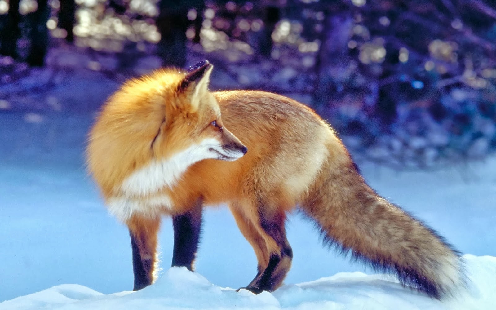 壁紙フォックス,レッドフォックス,狐,野生動物,鼻