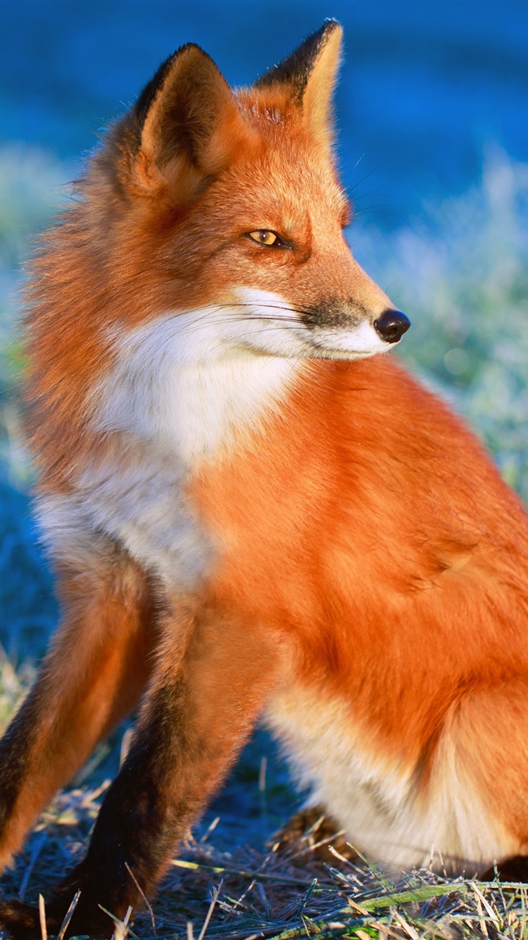 fox phone wallpaper,mammal,vertebrate,red fox,canidae,fox