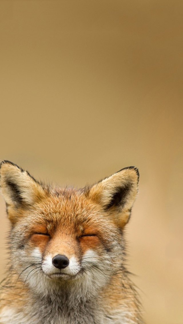 fox phone wallpaper,mammal,vertebrate,red fox,canidae,wildlife