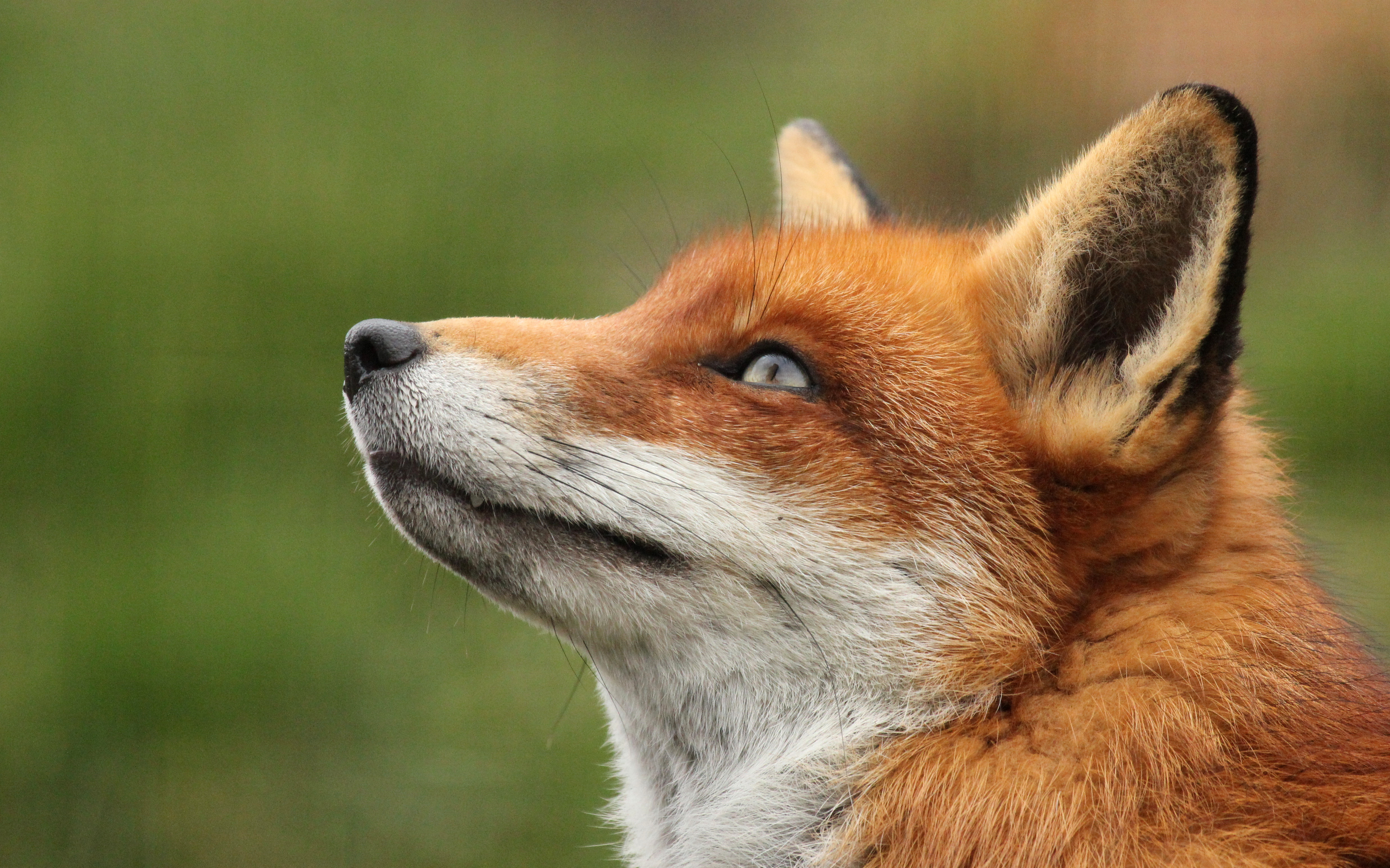 tapeten fuchs,roter fuchs,fuchs,tierwelt,schneller fuchs