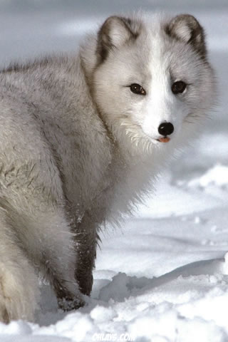 fond d'écran de téléphone renard,le renard arctique,chien,chien du groenland,arctique,chien esquimau canadien