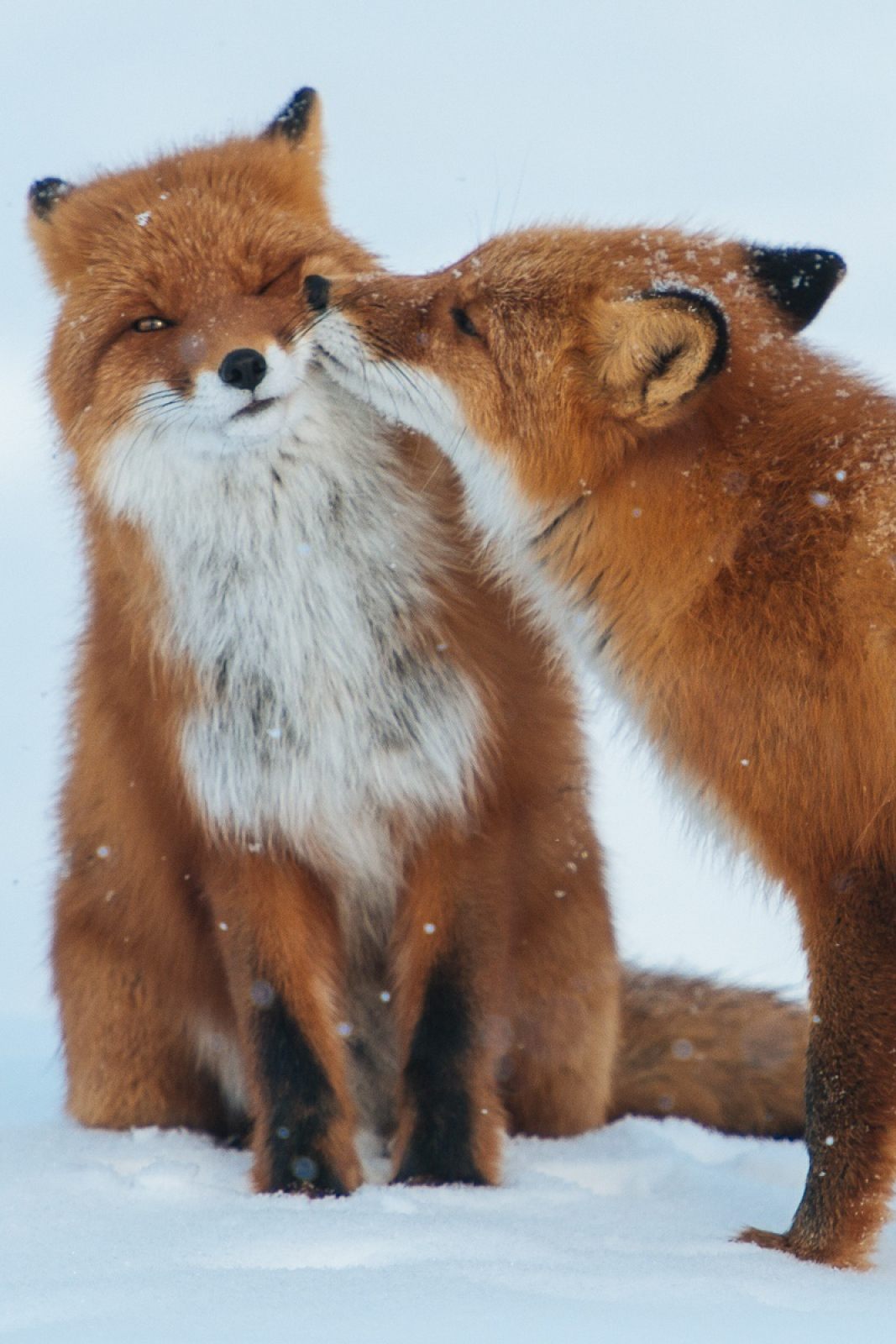 fox phone wallpaper,mammal,vertebrate,red fox,fox,canidae
