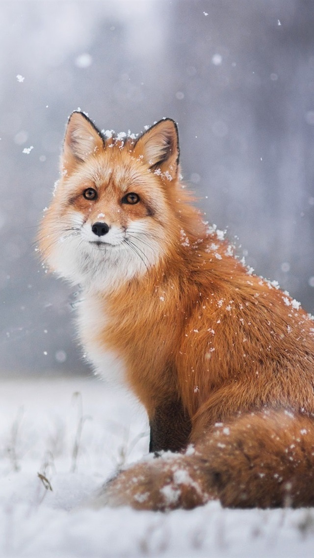 fox phone wallpaper,mammal,vertebrate,canidae,red fox,fox