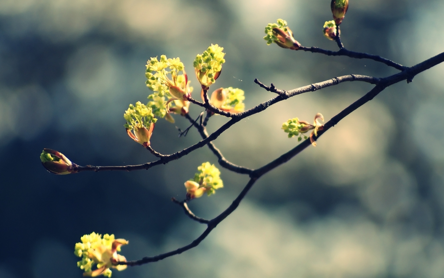 hd wallpapers for 5.5 inch screen,branch,nature,flower,spring,twig
