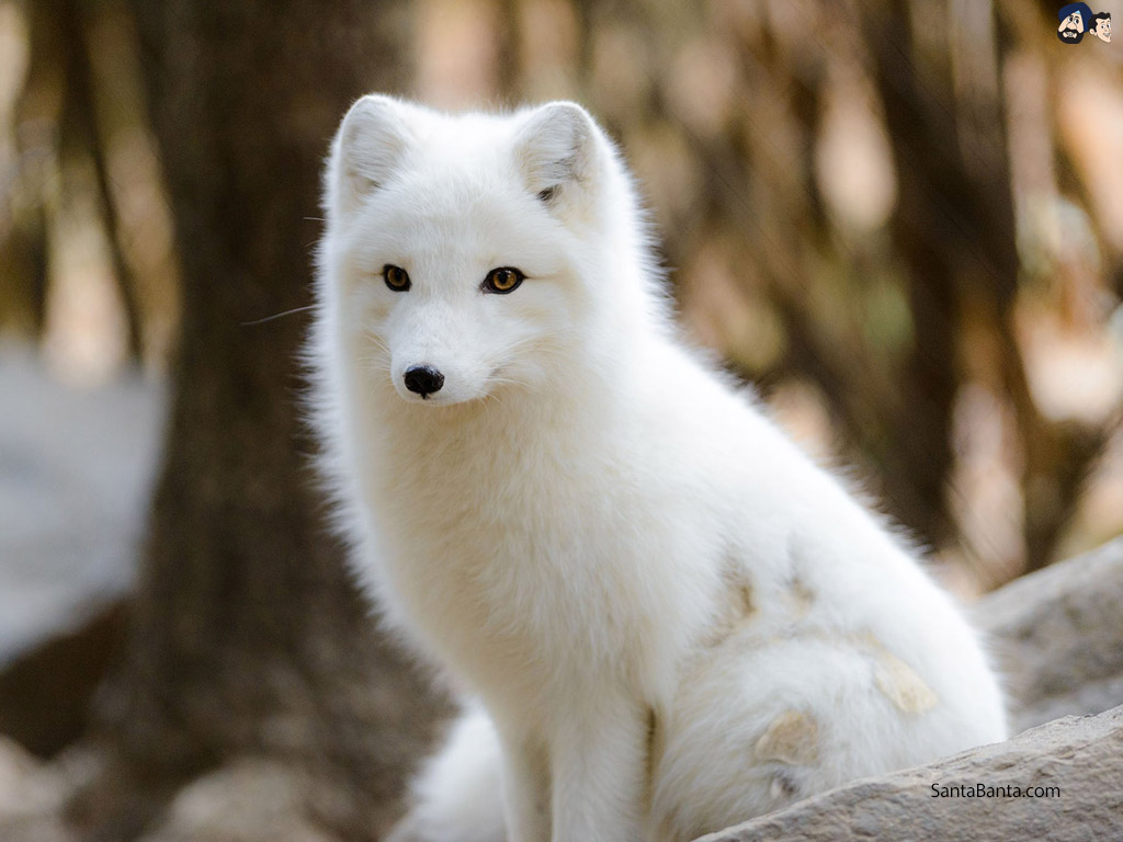 fond d'écran de renard blanc,le renard arctique,renard,canis lupus tundrarum,faune,spitz japonais