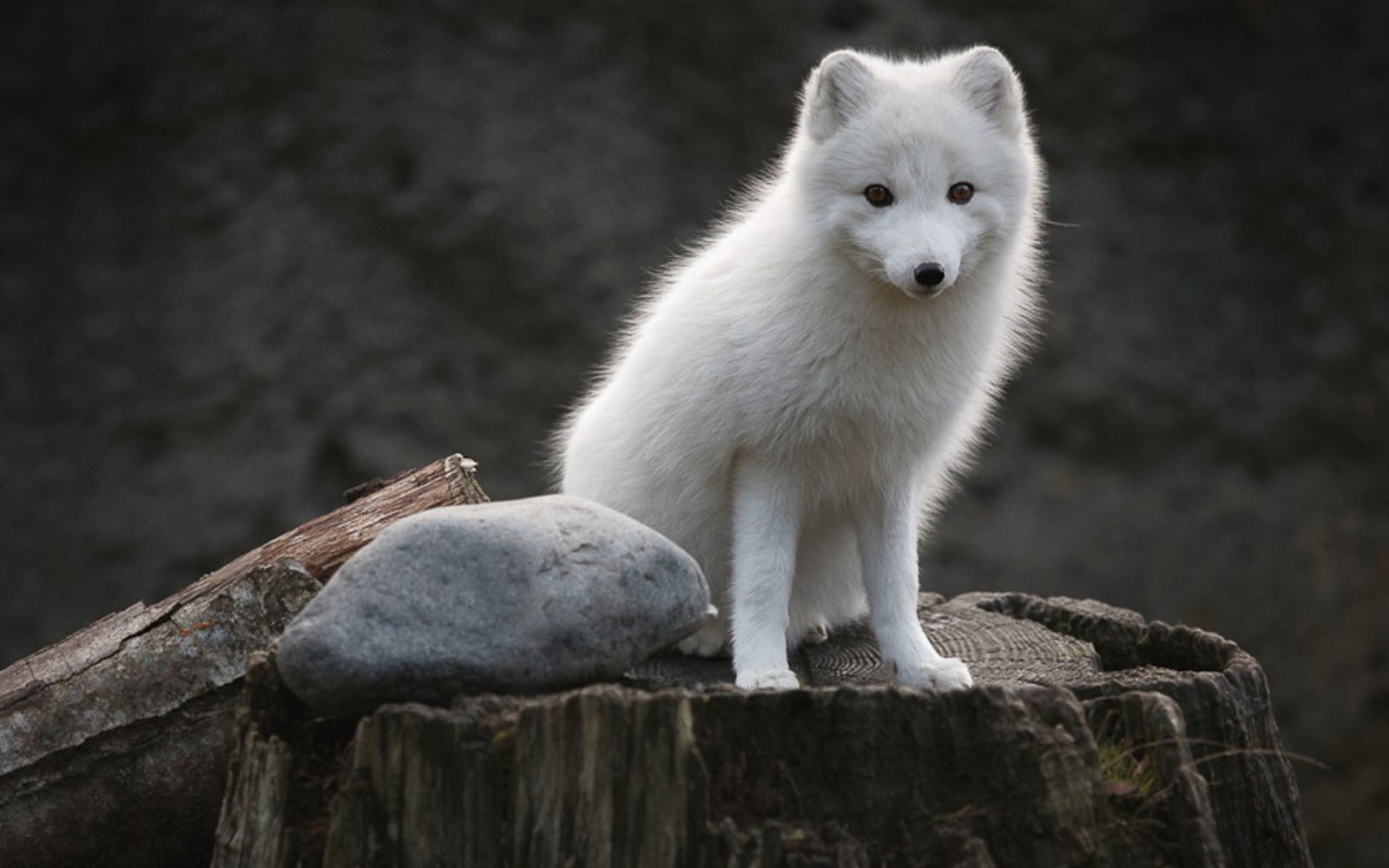 fond d'écran de renard blanc,le renard arctique,canis lupus tundrarum,renard,faune,fourrure