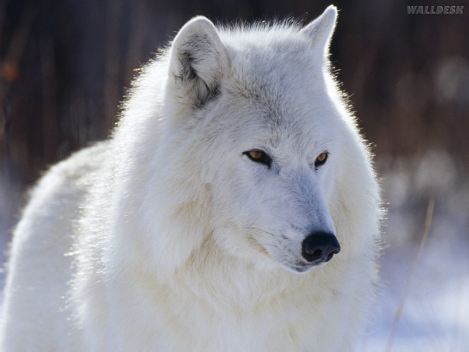 fondo de pantalla de zorro blanco,canis lupus tundrarum,blanco,lobo,fauna silvestre,zorro ártico