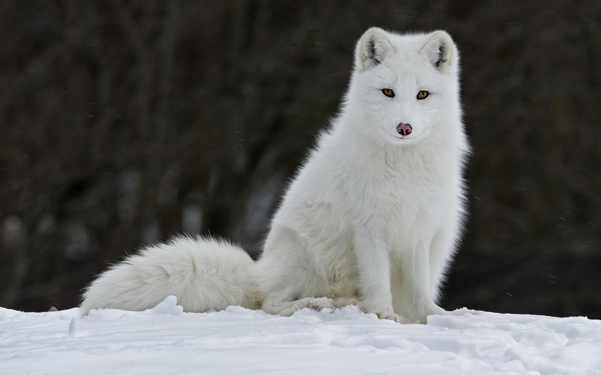 fondo de pantalla de zorro blanco,zorro ártico,canis lupus tundrarum,perro,fauna silvestre,nieve