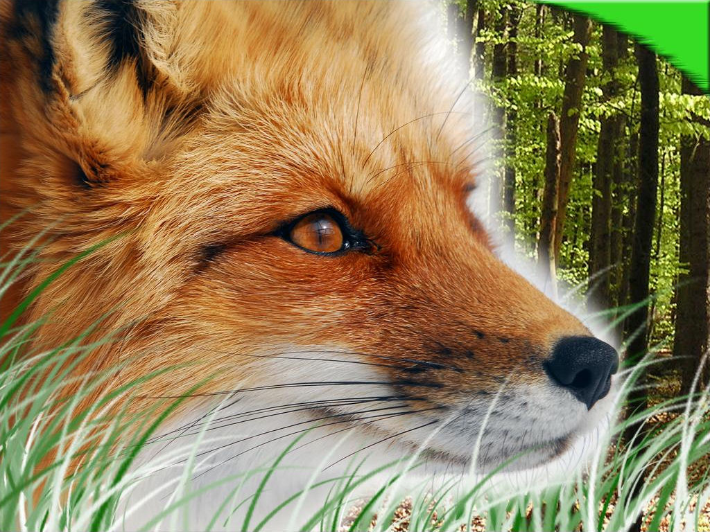 cool fox wallpaper,mammal,red fox,fox,canidae,wildlife