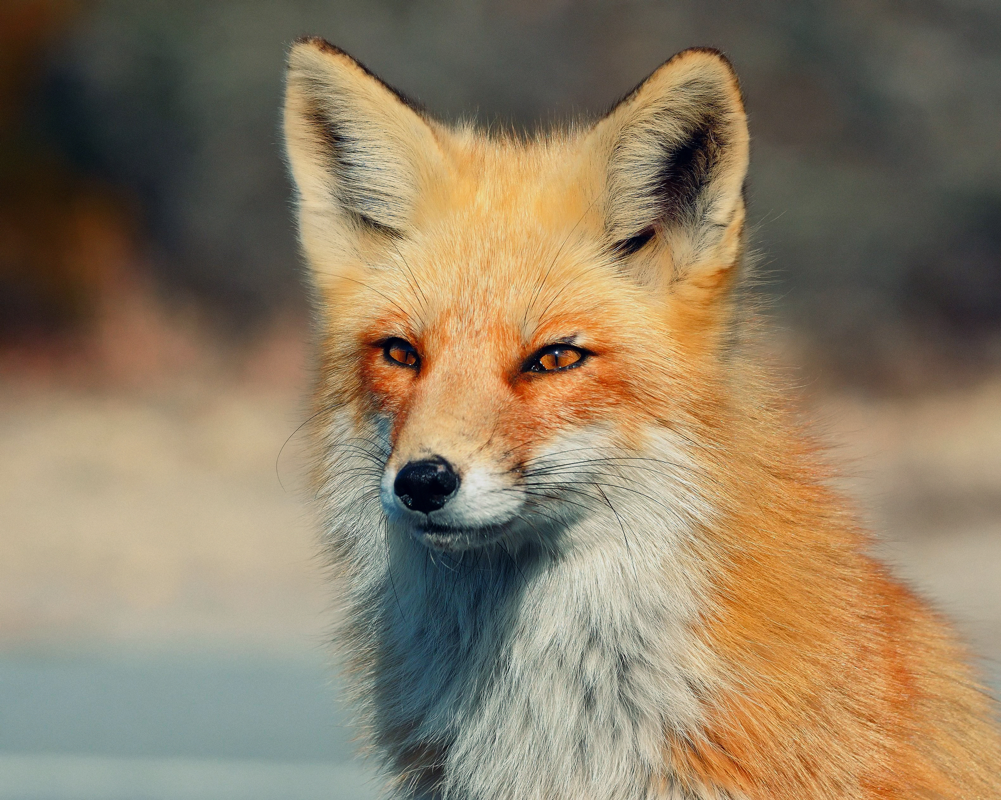 cool fox wallpaper,mammal,vertebrate,red fox,fox,canidae