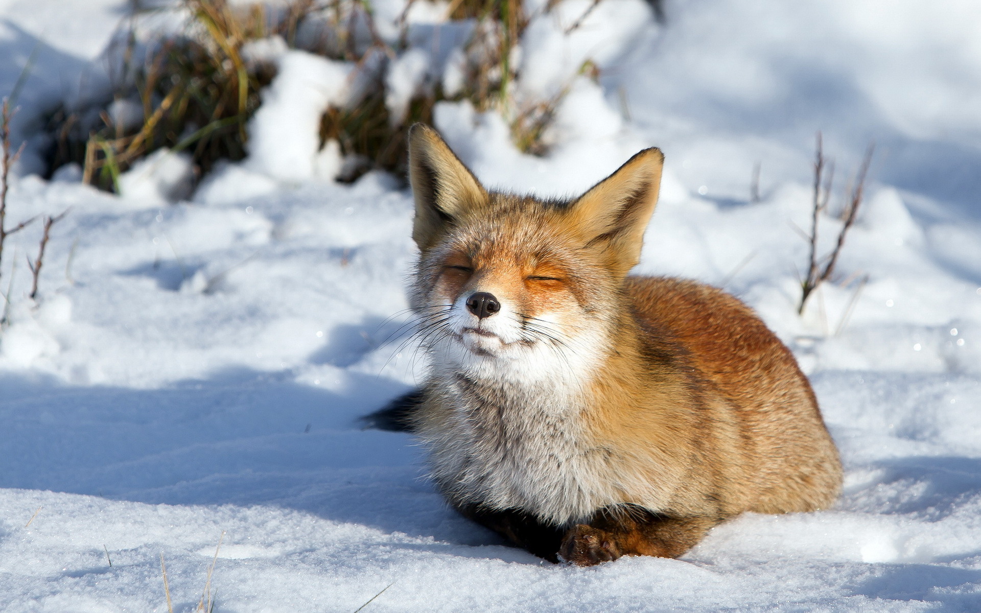 雪キツネの壁紙,狐,レッドフォックス,野生動物,ひげ,冬