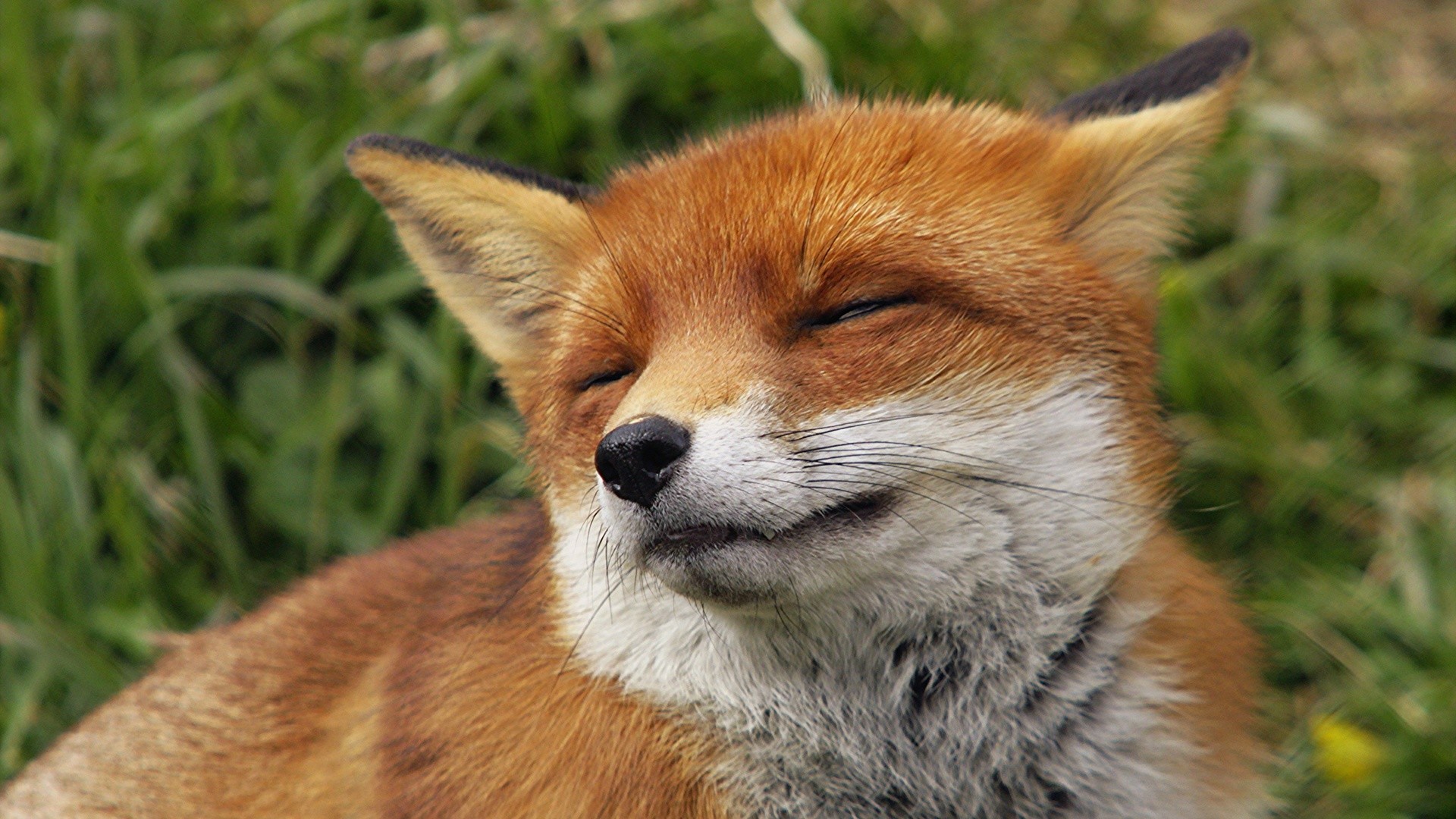 cool fox wallpaper,mammal,vertebrate,canidae,red fox,fox