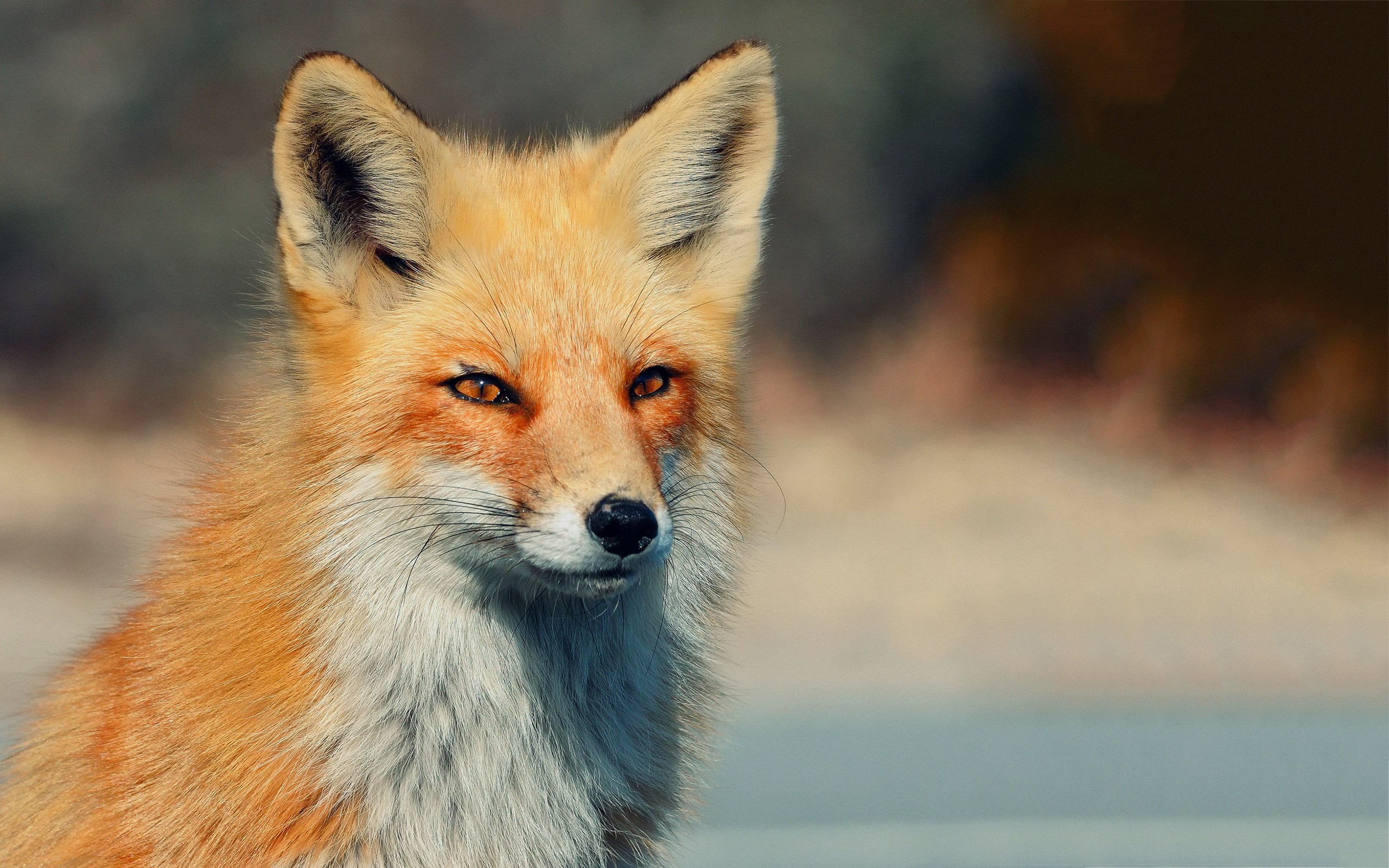 coole fuchs tapete,fuchs,roter fuchs,tierwelt,schneller fuchs,schnauze