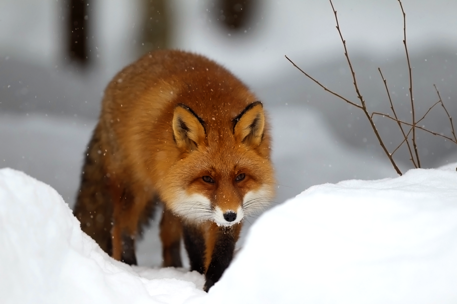 snow fox wallpaper,mammal,red fox,vertebrate,fox,canidae