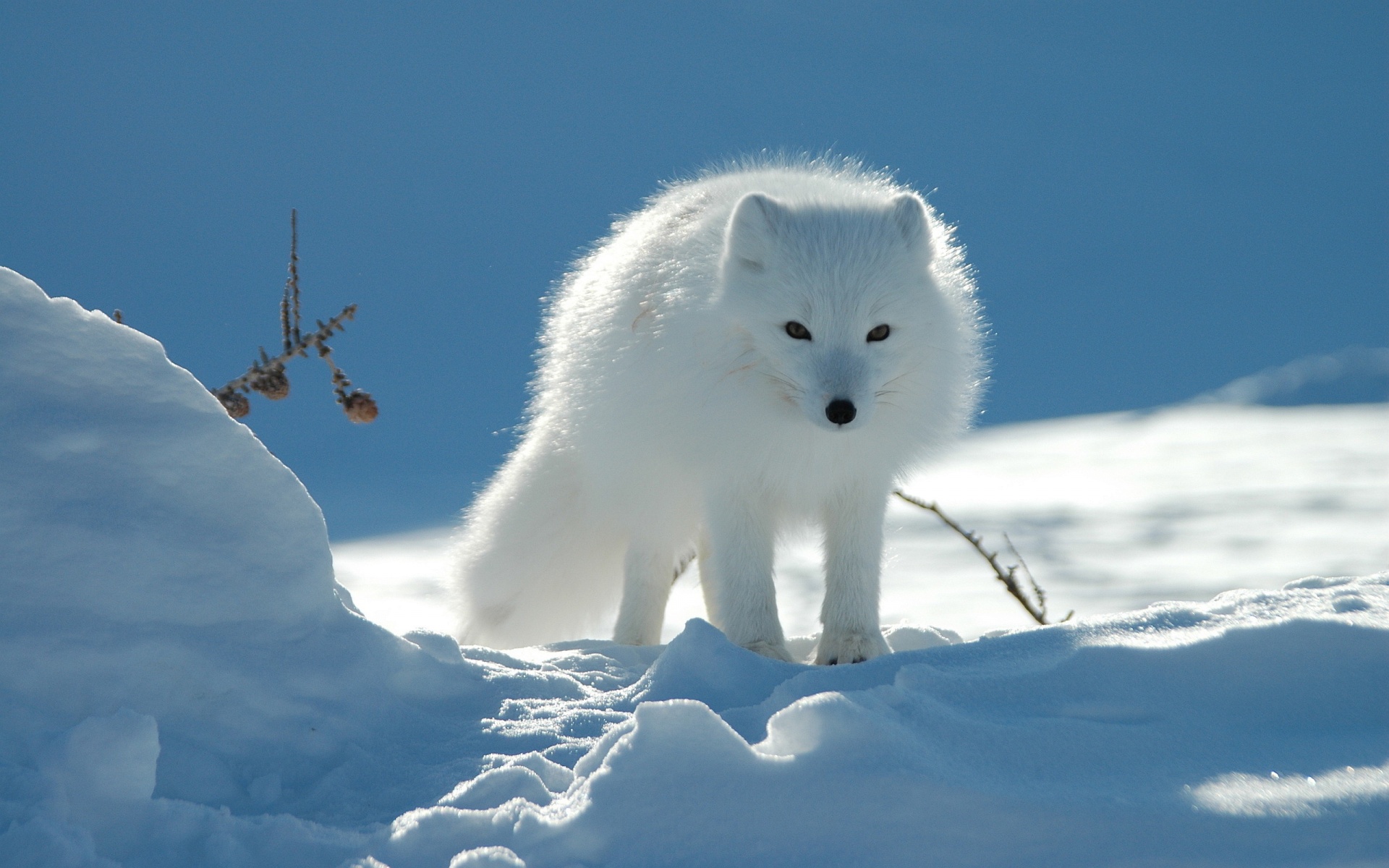 雪キツネの壁紙,ホッキョクギツネ,北極,狐,カニスループスツンドララム,北極海