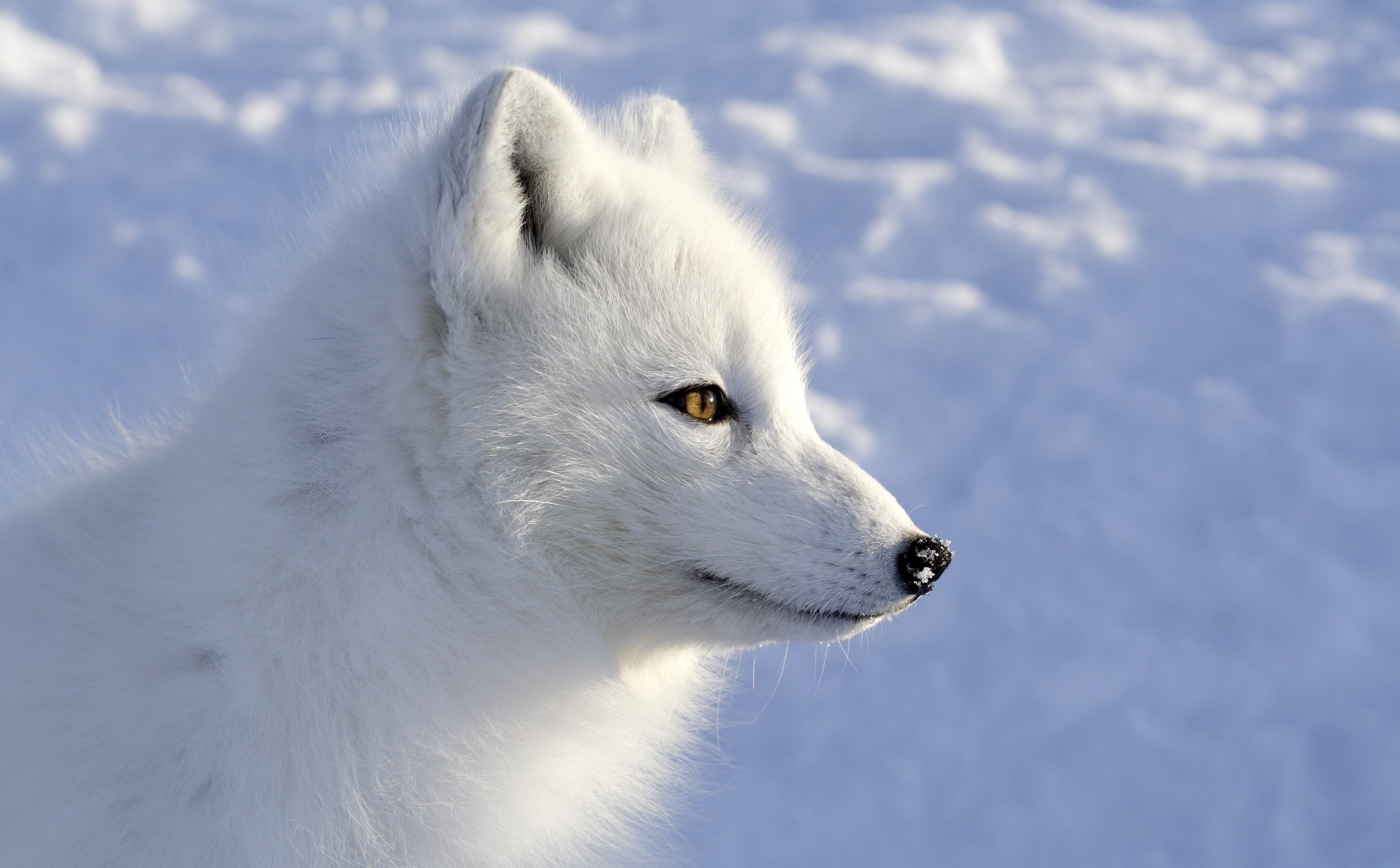 fond d'écran de renard des neiges,le renard arctique,canis lupus tundrarum,arctique,faune,renard