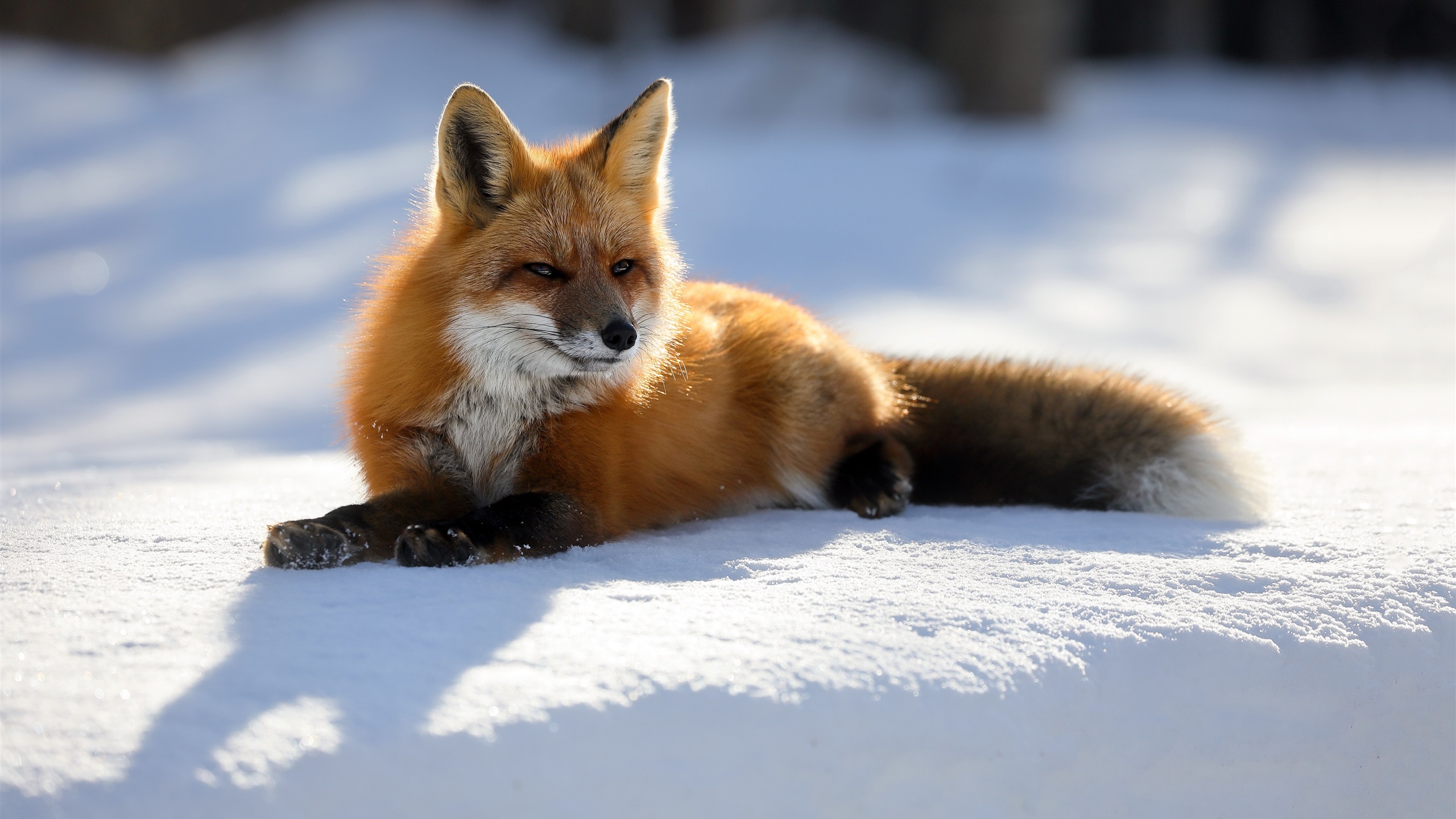 snow fox wallpaper,mammal,vertebrate,canidae,red fox,fox