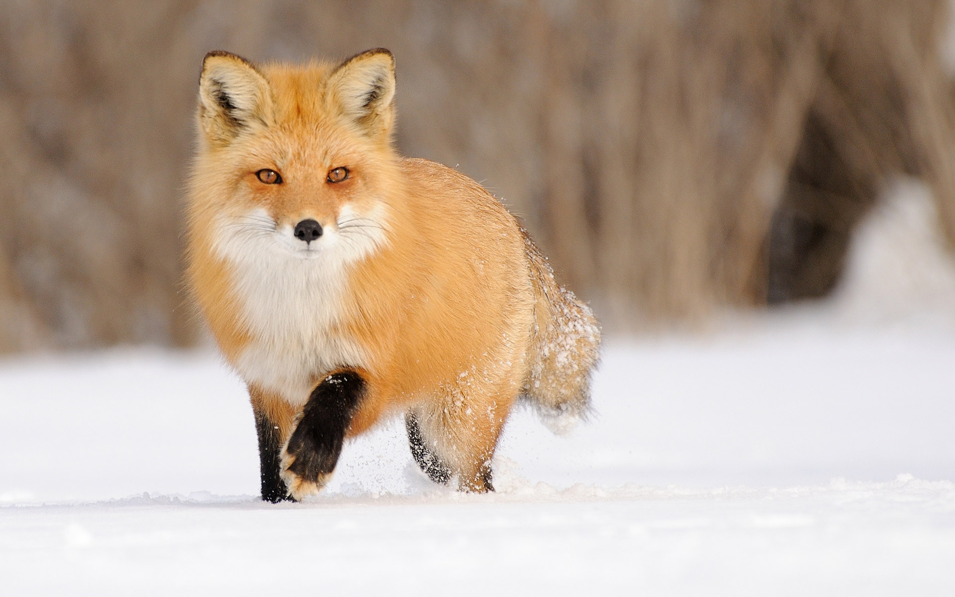 雪キツネの壁紙,狐,レッドフォックス,野生動物,鼻,冬