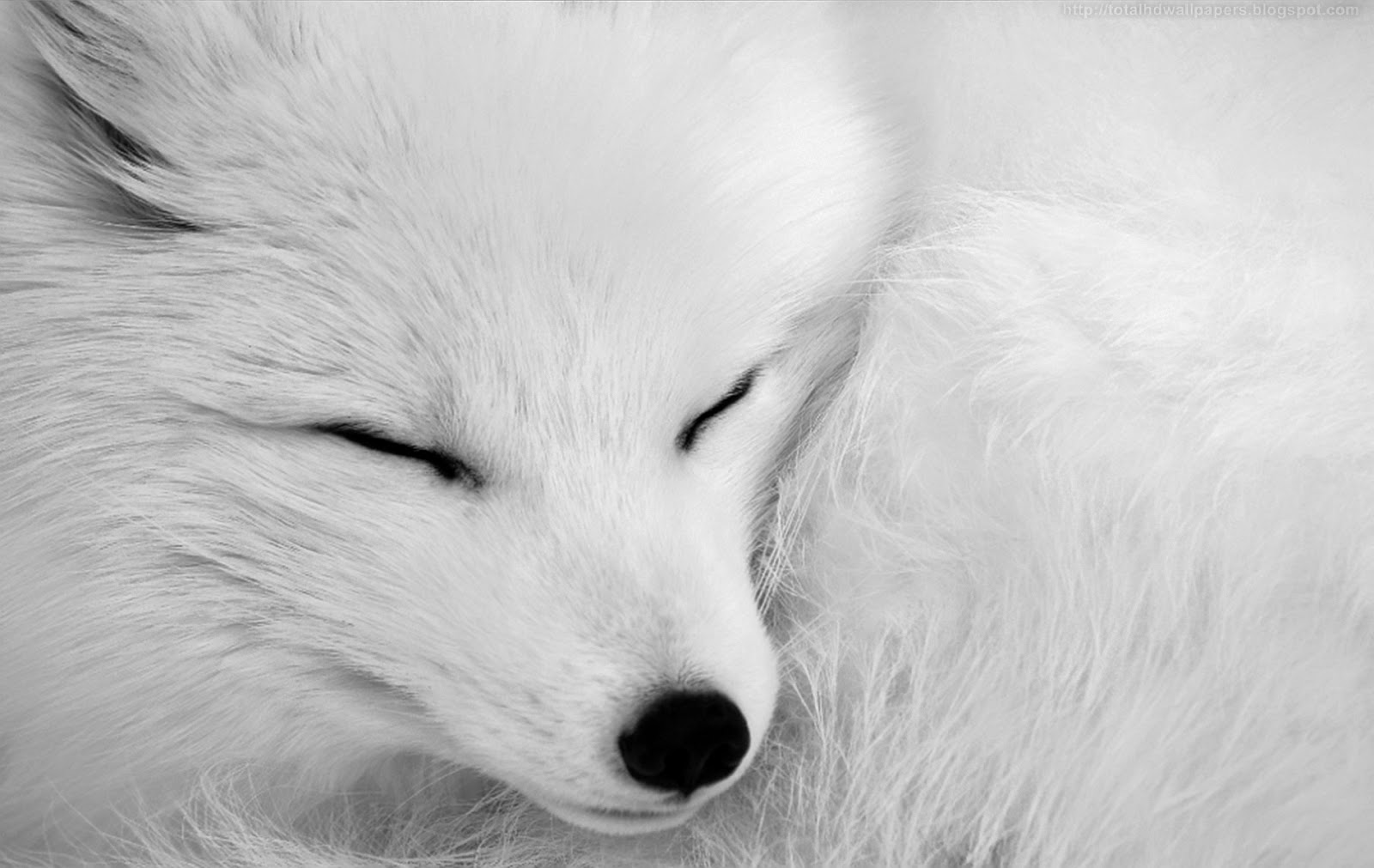 雪キツネの壁紙,ホッキョクギツネ,白い,毛皮,狐,鼻