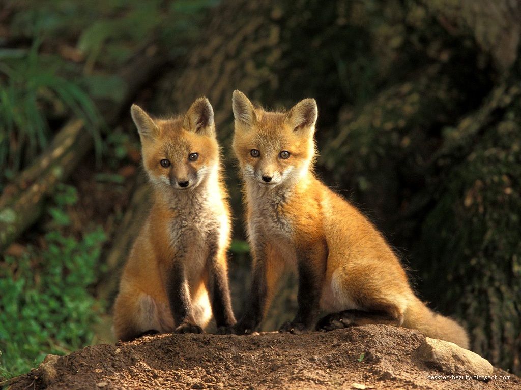 carta da parati baby fox,natura,volpe,volpe rossa,animale terrestre