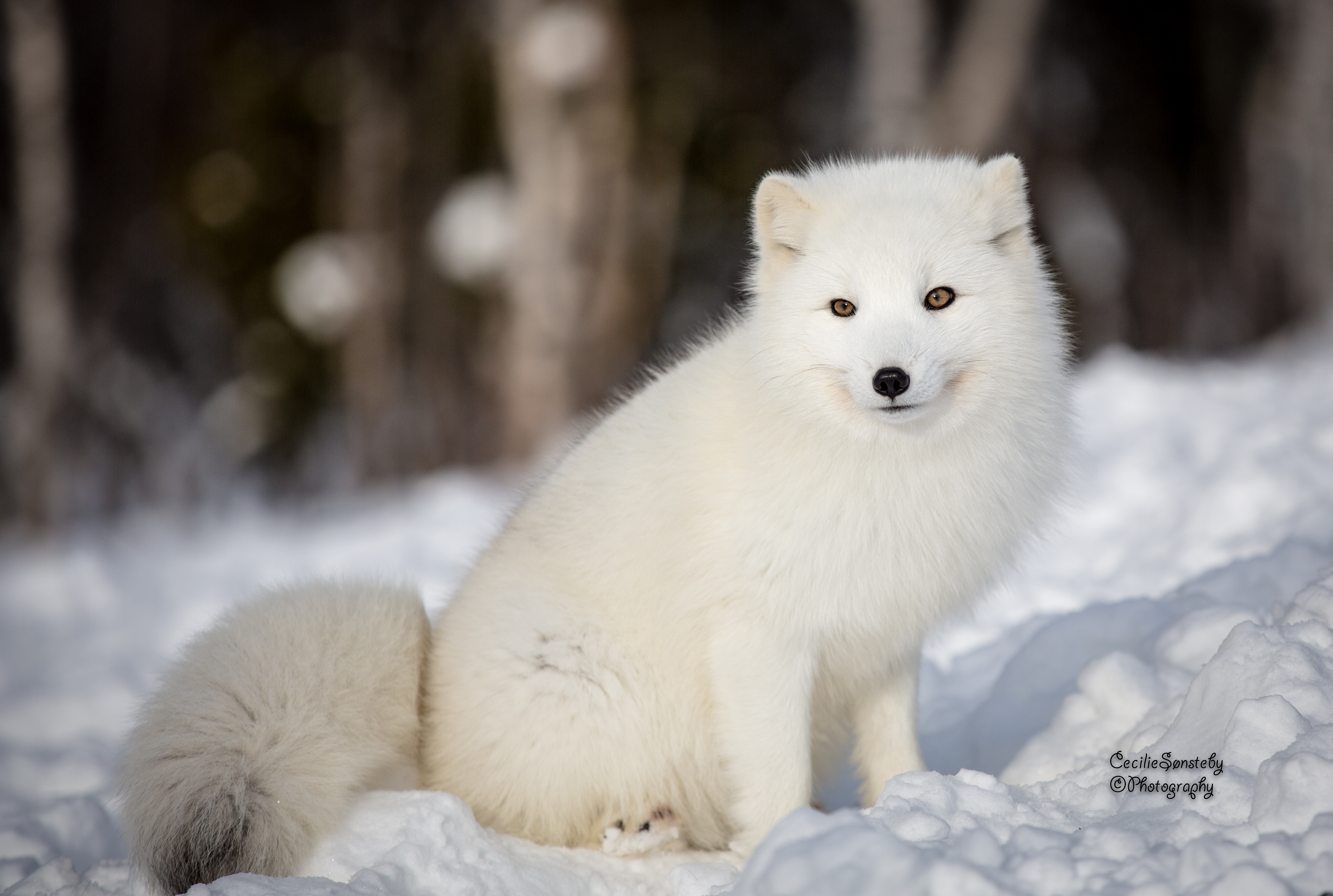 arctic fox wallpaper,mammal,vertebrate,canidae,arctic fox,samoyed