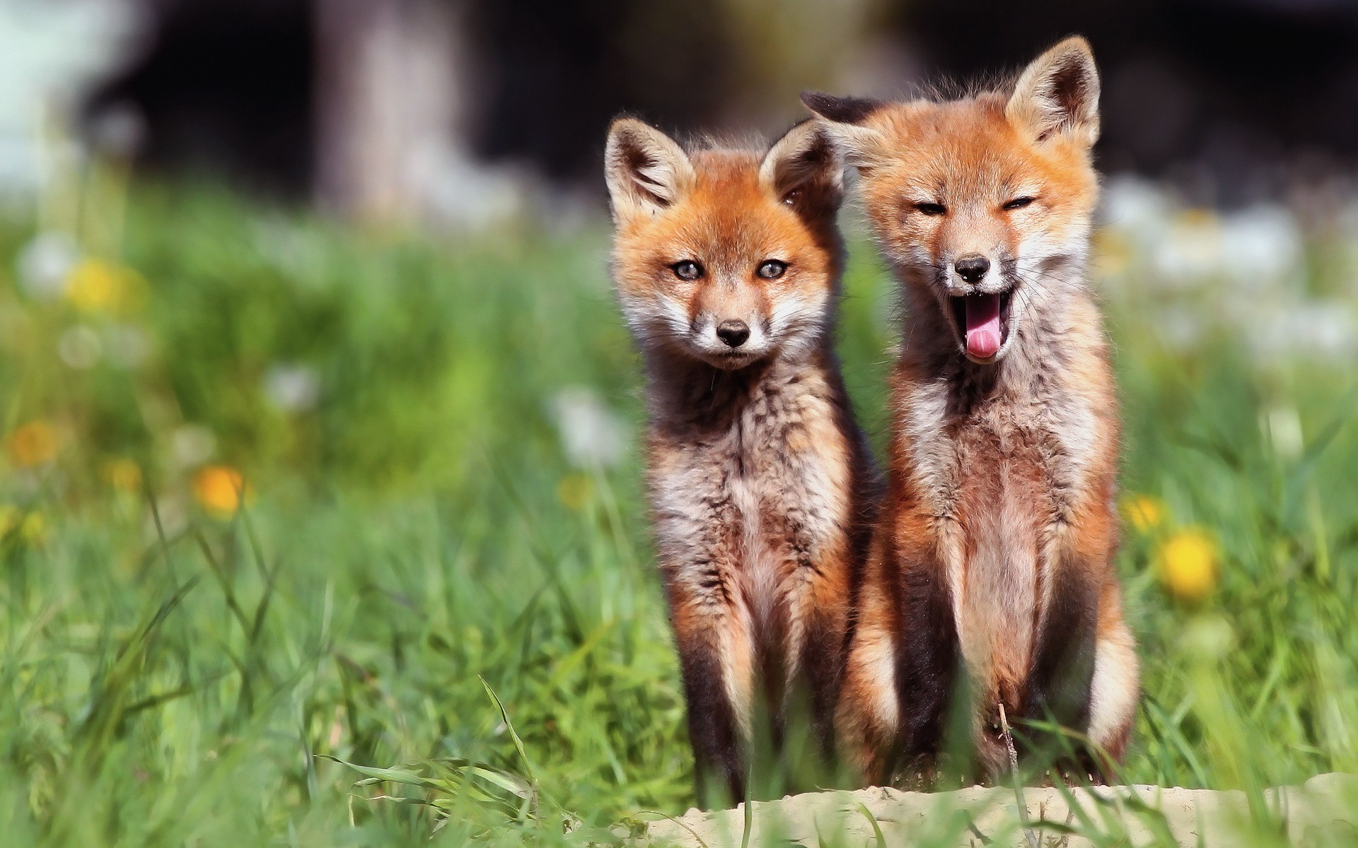 赤ちゃんキツネの壁紙,野生動物,陸生動物,狐,犬,レッドフォックス