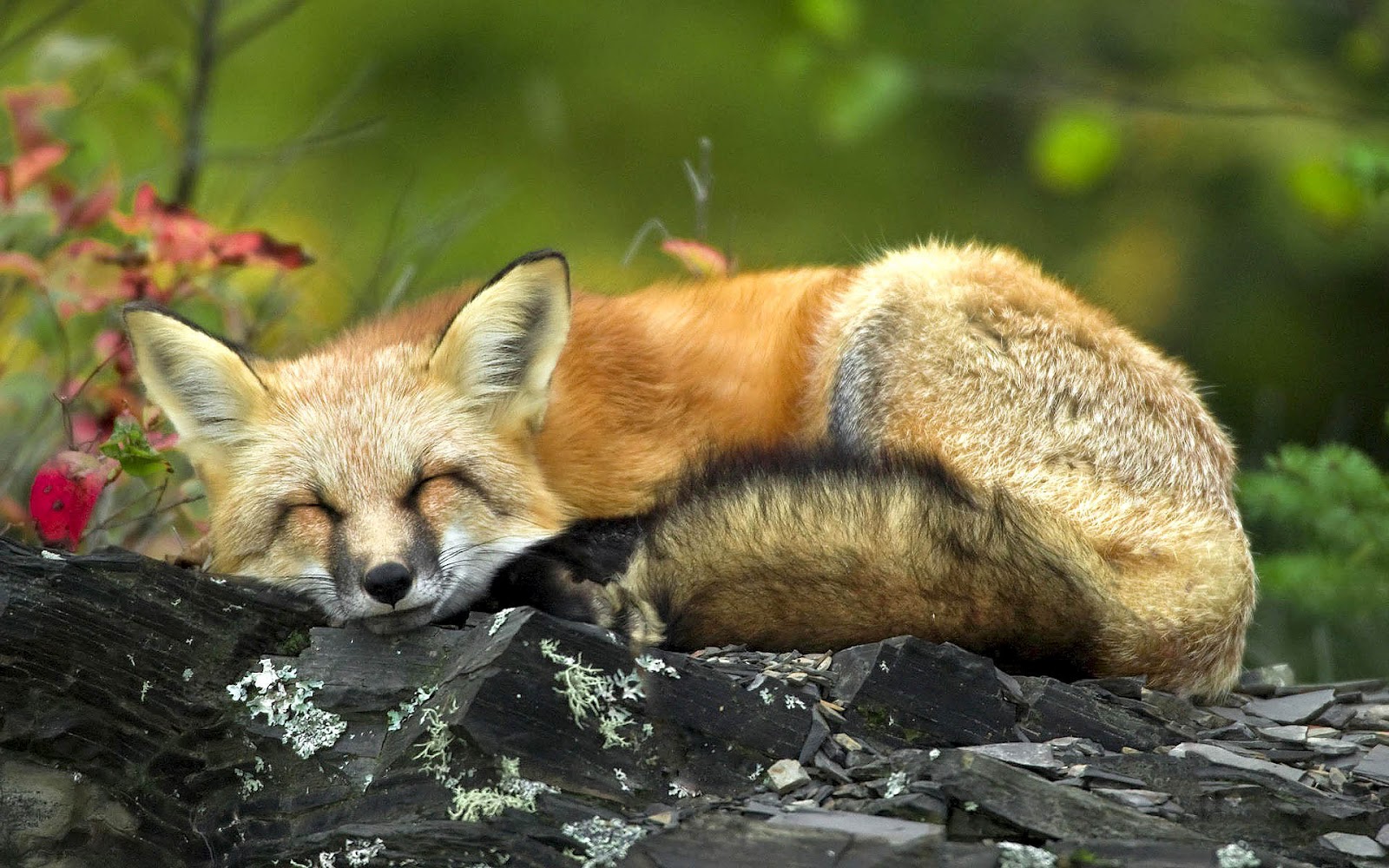 carta da parati baby fox,volpe,natura,volpe rossa,volpe veloce,animale terrestre