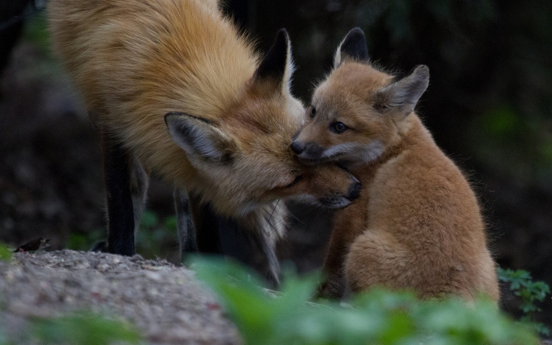 fond d'écran bébé renard,faune,renard rouge,renard,animal terrestre