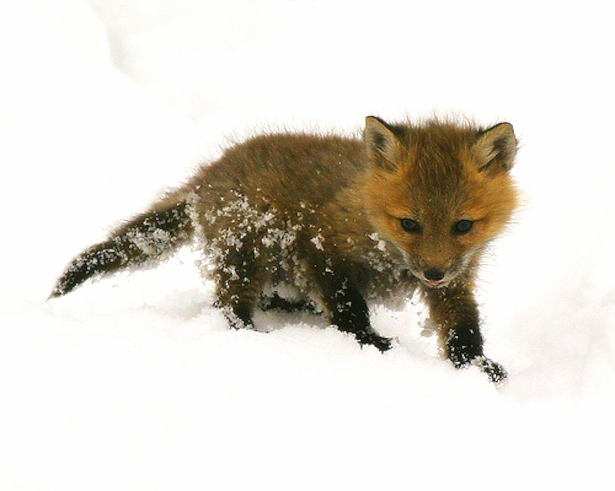 Baby Fox Wallpaper Mammal Red Fox Canidae Wildlife Fox 5913 Wallpaperuse