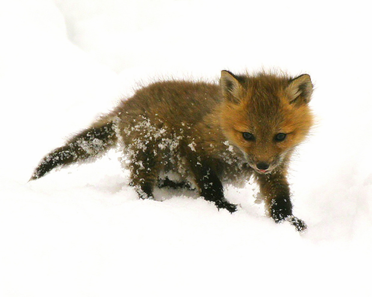 baby fox wallpaper,mammal,red fox,canidae,wildlife,fox